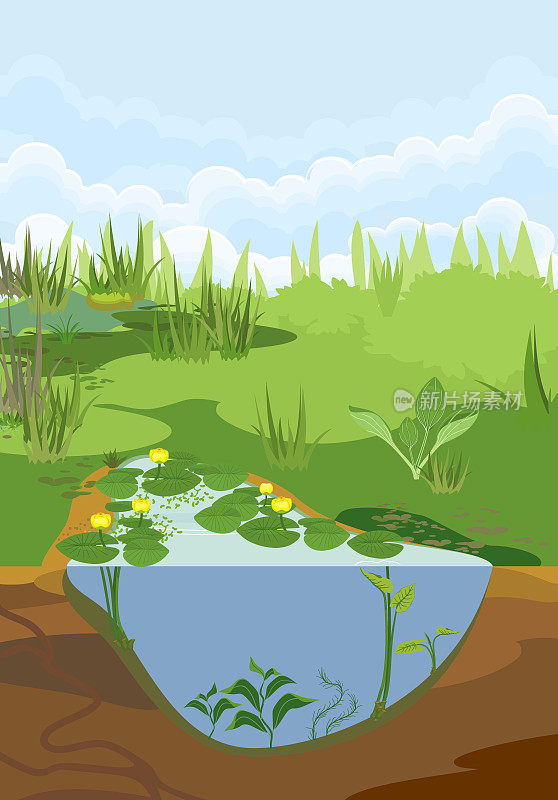 抽象卡通景观与分层淡水池塘。生境池塘与黄色睡莲(Nuphar lutea)植物